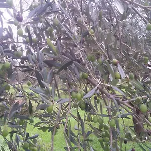 La Casetta Tra Gli Ulivi Casa di campagna Sciacca